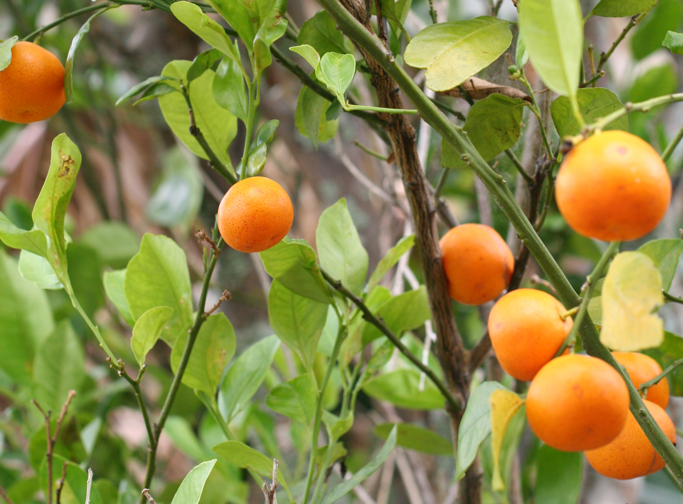 Plant List for our Small SWFL Permaculture Garden and Native Habitat ...